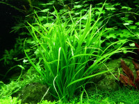 Снимка на Echinodorus tenellus, (Martius ,  Buchenau, 1868)